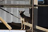 CHIEN D'INTERVENTION 067